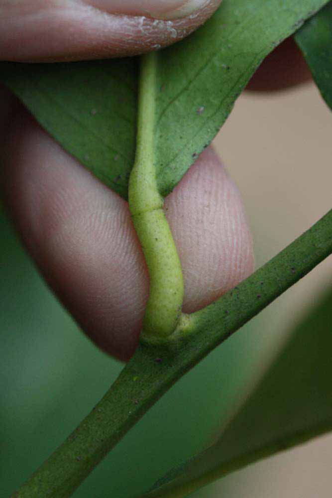                Petiole (Prior, Riverside, CA)       